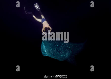 Indian Ocean, Maldives. 7th Apr, 2018. Man shooting Whale Shark (Rhincodon typus) filter-feeding plankton in the night Credit: Andrey Nekrasov/ZUMA Wire/ZUMAPRESS.com/Alamy Live News Stock Photo