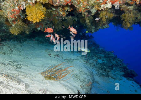 March 13, 2018 - Island (Atoll) Fuvahmulah, India, Maldives - School of bright tropical fish under cornice beautiful coral reef Credit: Andrey Nekrasov/ZUMA Wire/ZUMAPRESS.com/Alamy Live News Stock Photo