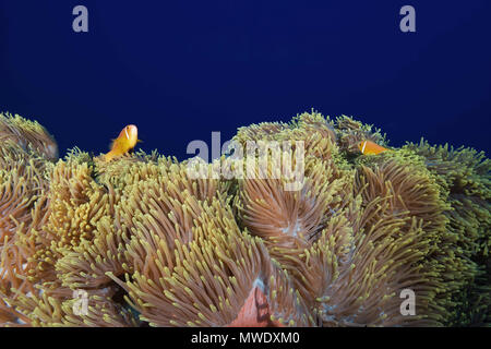 March 13, 2018 - Island (Atoll) Fuvahmulah, India, Maldives - Maldive anemonefish (Amphiprion nigripes) swims over big beautiful anemone Credit: Andrey Nekrasov/ZUMA Wire/ZUMAPRESS.com/Alamy Live News Stock Photo