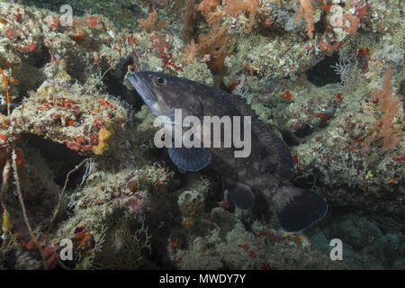 Indian Ocean, Maldives. 23rd Mar, 2018. Whitespotted grouper (Epinephelus coeruleopunctatus) near coral reef Credit: Andrey Nekrasov/ZUMA Wire/ZUMAPRESS.com/Alamy Live News Stock Photo