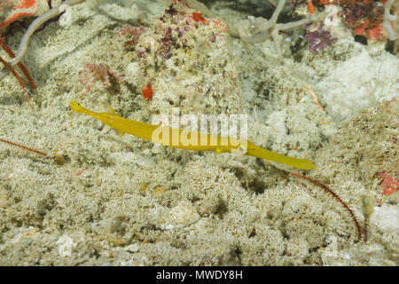 Indian Ocean, Maldives. 23rd Mar, 2018. Juvenile Yellow Pacific Trumpetfish Credit: Andrey Nekrasov/ZUMA Wire/ZUMAPRESS.com/Alamy Live News Stock Photo