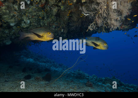 Indian Ocean, Maldives. 25th Mar, 2018. Two Midnight Snapper (Macolor macularis) swims in the cave. Credit: Andrey Nekrasov/ZUMA Wire/ZUMAPRESS.com/Alamy Live News Stock Photo