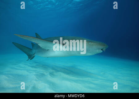 Indian Ocean, Maldives. 25th Mar, 2018. Tawny Nurse Shark (Nebrius ferrugineus) swims over sandy bottom Credit: Andrey Nekrasov/ZUMA Wire/ZUMAPRESS.com/Alamy Live News Stock Photo