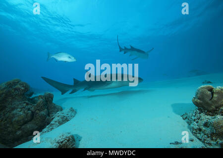 Indian Ocean, Maldives. 25th Mar, 2018. Tawny Nurse Sharks (Nebrius ferrugineus) swims over sandy bottom Credit: Andrey Nekrasov/ZUMA Wire/ZUMAPRESS.com/Alamy Live News Stock Photo