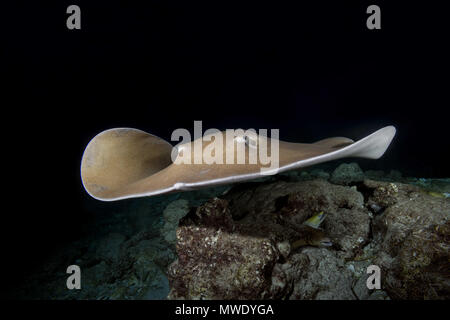 Indian Ocean, Maldives. 30th Mar, 2018. Pink whipray (Himantura fai) swim over reef in the night Credit: Andrey Nekrasov/ZUMA Wire/ZUMAPRESS.com/Alamy Live News Stock Photo