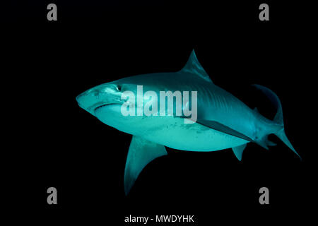 March 13, 2018 - Island (Atoll) Fuvahmulah, Indi, Maldives - Tiger Shark (Galeocerdo cuvier) swim in the night Credit: Andrey Nekrasov/ZUMA Wire/ZUMAPRESS.com/Alamy Live News Stock Photo