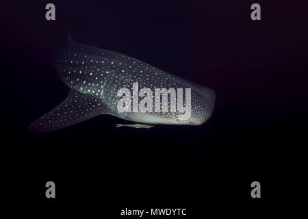 Indian Ocean, Maldives. 7th Apr, 2018. Whale Shark (Rhincodon typus) swims in the night Credit: Andrey Nekrasov/ZUMA Wire/ZUMAPRESS.com/Alamy Live News Stock Photo