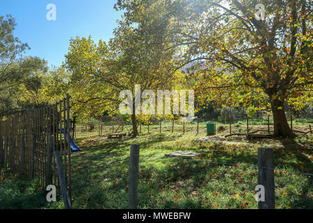 Oak trees in autumn foliage near Jonkershoek, Cape Nature nature reserve Stock Photo