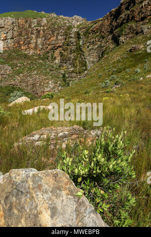 Ribbon waterfall in the sunshine from the Tweede Waterval hike in the Jonkershoek, Cape Nature nature reserve, garden route, south africa Stock Photo