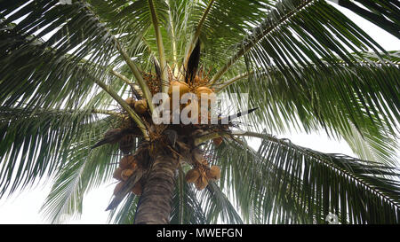 Yellow coconut at tree. Coconuts on a palm tree on a sunny day. Stock Photo