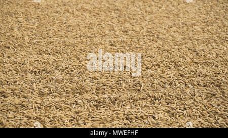 Drying of the rice on the road in Asia. Rice on the road after harvest. Drying rice on the island of Camiguin island. Philippines. Stock Photo