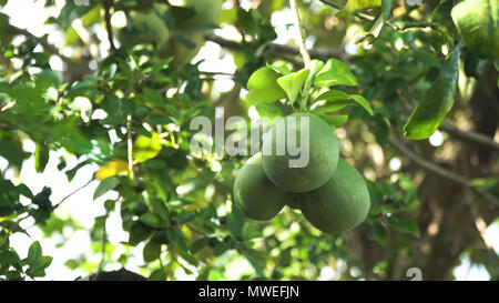 Pomelo fruit hanging on the tree. Pomelo fruit on the pomelo tree garden. Philippines. Stock Photo