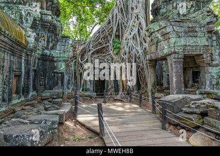 Ruins of the ancient Khmer temple of Ta Prohm. Stock Photo