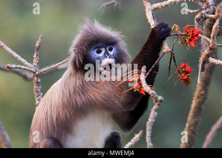 Phayre's Leaf Monkey ( Trachypithecus phayrei), Satchari National Park, Habiganj, Bangladesh Stock Photo