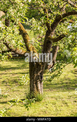 big-old-apple-tree-in-the-