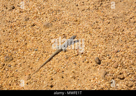 Spotted lizard on gravel Stock Photo