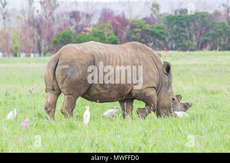 Rhino grazing with birds around Stock Photo