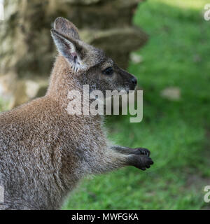 Forest Wallaby wildlife Diprotodontia Macropoidae in sunlgiht in woodland with yound joey in pouch Stock Photo