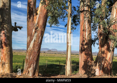 Eucalyptus trees on farmland near Oudtshoorn on the garden route, south africa Stock Photo