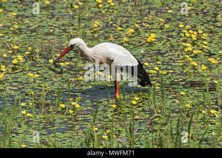 a white stork (Ciconia ciconia) catches and eats snake in the nature reserve kuehkopf, hesse, germany a white stork (Ciconia ciconia) catches and eats snake in the nature reserve kuehkopf, hesse, germany