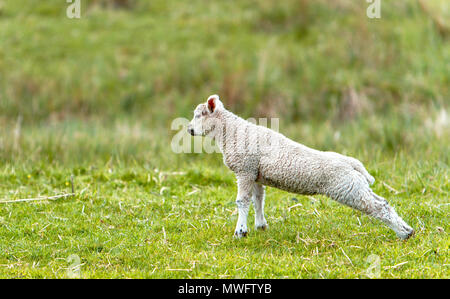 A spring lamb stretching its hind legs after an afternoon nap in the Nidderdale area of North Yorkshire Stock Photo