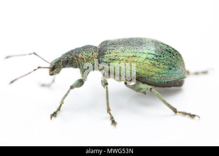 https://l450v.alamy.com/450v/mwg53n/a-phyllobius-pomaceus-weevil-found-on-stinging-nettles-near-a-river-and-photographed-in-a-studio-north-dorset-england-uk-gb-mwg53n.jpg