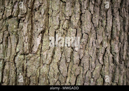 Full frame close up of the textured bark of an old-growth tree Stock Photo
