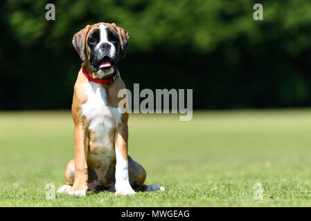 German Boxer Puppy Dog in a Field on a Spring Day Stock Photo