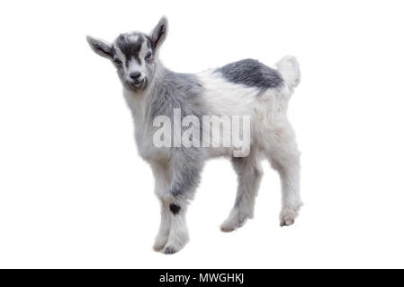 Little cute lamb isolated on white background Stock Photo