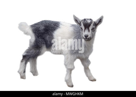 Little cute lamb isolated on white background Stock Photo