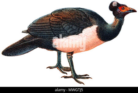 . antique lithograph Print of 'MALEO (Celebes, Sanghir Islands, Indonesia)' published in 1896 for 'Lloyd's Natural History of Game Birds' by W.R.Ogilvie-Grant. Real size of printed area is 5' x 7' (13x18cm). published in 1896. This file is lacking author information. 389 Maleo bird white background Stock Photo