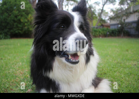 A purebred black and white Border Collie smiling Stock Photo