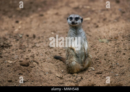 Funny meerkat sits on sand ground for guarding and safety and looks around Stock Photo