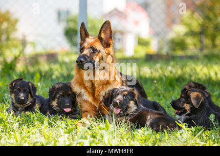 German shepherd with its puppies resting on green lawn Stock Photo
