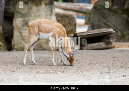 Indian antelope Blackbuck in the zoo. Antilope cervicapra Stock Photo
