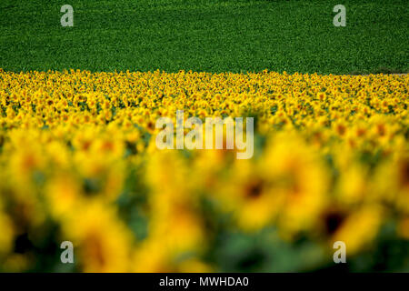 Sunflowers (Helianthus annuus) in Limagne plain, Puy de Dome, Auvergne, France Stock Photo