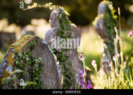 Summer plants growing on an old gravestone, and interesting contrast. Stock Photo