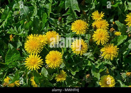 Bee alight on the fresh springtime yellow dandelion or Tarataxum officinale flower with bloom in meadow, South park, Sofia, Bulgaria Stock Photo