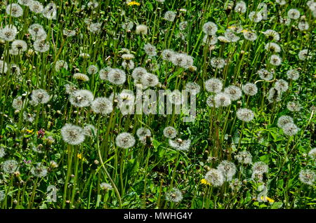 View of beauty dandelion or Tarataxum officinale meadow in the park, South park, Sofia, Bulgaria Stock Photo