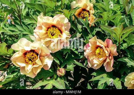 Yellow Cream flowers, Tree peony Paeonia ' Callies Memory ', Peonies  Intersectional Itoh Hybrid Stock Photo