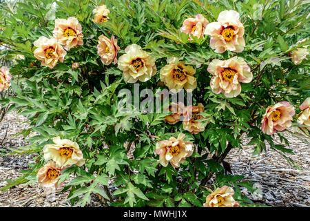 Yellow Cream flowers, Tree peony Paeonia ' Callies Memory ', Peonies  Intersectional Itoh Hybrid Stock Photo