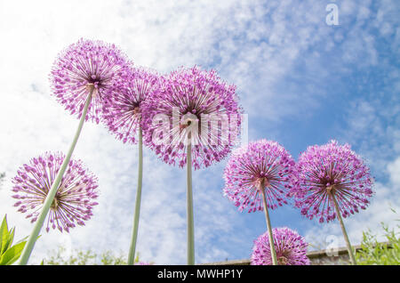 Alliums on a summers day Stock Photo