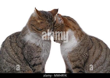 Two tabby cats sitting and snuggling each other on isolated white background
