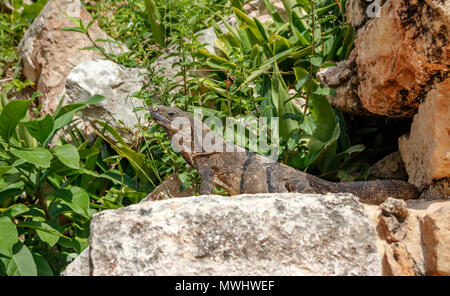 A green iguana basking on ancient stones among the foliage. Stock Photo