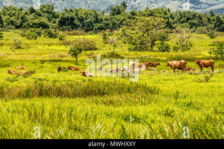 A cattle ranch in Yabucoa, Puerto Rico. Stock Photo