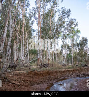 River gum eucalyptus trees on the banks of a tributary of the Gibb River in the Kimberley WA Australia.