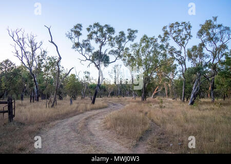 A dirt road through a paddock in a cattle station with eucalyptus gum trees in the Kimberley WA Australia.