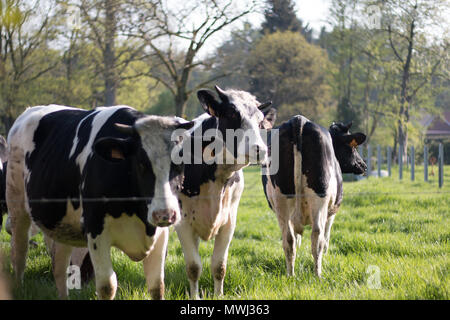 Cows on field on a sunny end of day Stock Photo