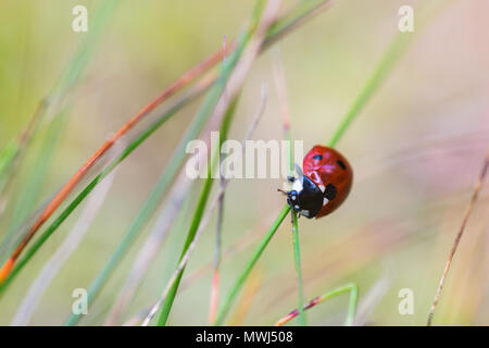 Ladybug climbing on a blade of grass Stock Photo