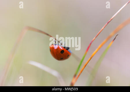Ladybug climbing on a blade of grass up and down Stock Photo